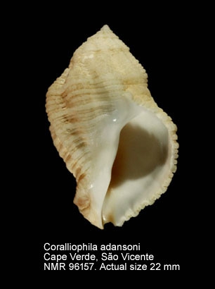 Coralliophila adansoni