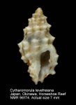 Cytharomorula lefevreiana