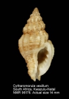Cytharomorula vexillum