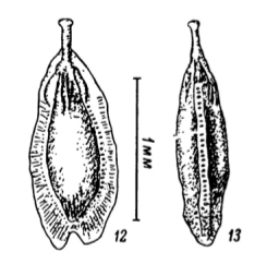 Fissurina stschedrinae Lukina, 1972 Fissurina stschedrinae Lukina, 1972