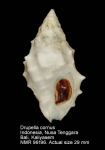 Drupella cornus
