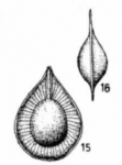 Fissurina formosa (Schwager, 1866)