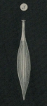 Lagena gracilis Williamson, 1848