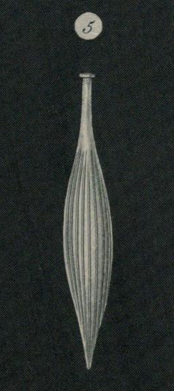 Lagena gracilis Williamson, 1848 Lagena gracilis Williamson, 1848