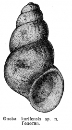 Caenogastropoda