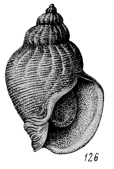 Buccinum middenforrfi (from Golikov & Kussakin, 1978) Buccinum middenforrfi (from Golikov & Kussakin, 1978)
