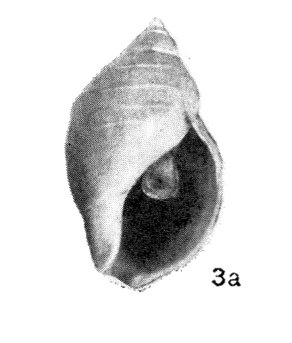 Buccinum baerii (Middendorff, 1848)
