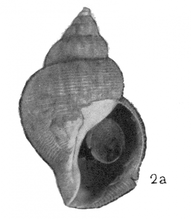 Buccinum coronatum Golikov, 1980 Buccinum coronatum Golikov, 1980