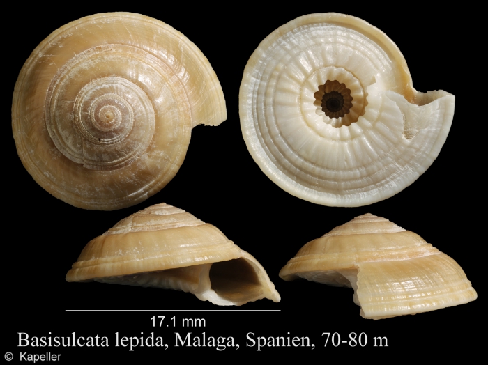 Basisulcata lepida Basisulcata lepida