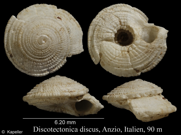 Discotectonica discus Discotectonica discus