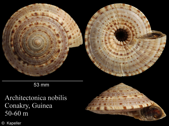 Architectonica nobilis