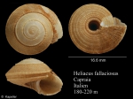 Heliacus fallaciosus