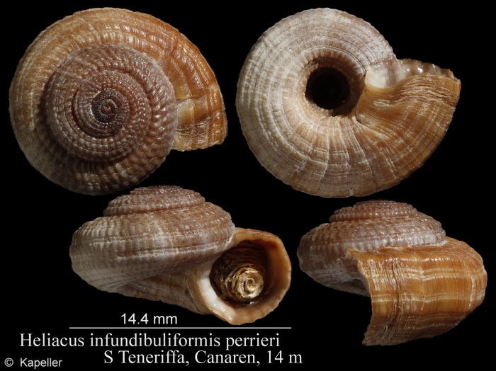 Heliacus infundibuliformis perrieri