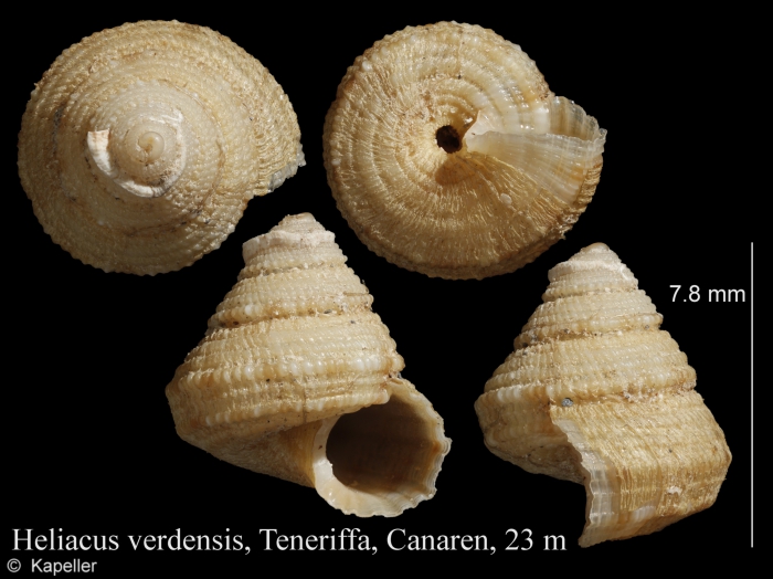 Heliacus verdensis