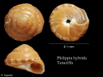 Philippia hybrida