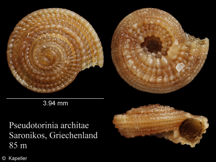 Pseudotorinia architae