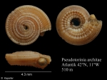 Pseudotorinia architae