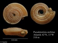 Pseudotorinia architae