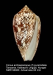 Conus archiepiscopus