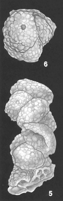 Haddonia torresiensis Chapman identified specimen Haddonia torresiensis Chapman identified specimen