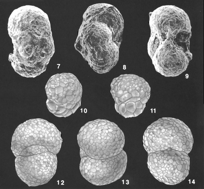 Ammosphaeroidina sphaeroidiniformis (Brady) identified specimen Ammosphaeroidina sphaeroidiniformis (Brady) identified specimen