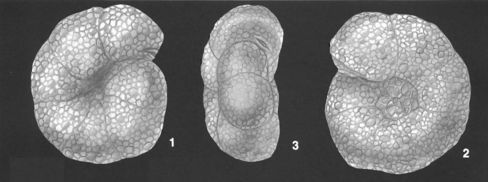 Labrospira crassimargo (Norman) identified specimen