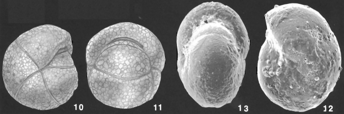 Cribrostomoides bradyi Cushman identified specimen