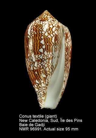 Conus textile