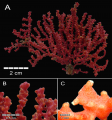 Anthozoa