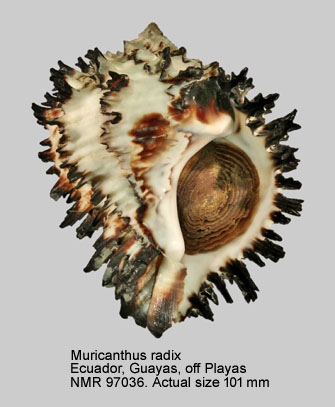 Muricanthus radix