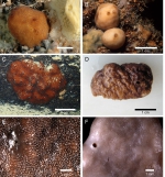 Caminella intuta External morphology