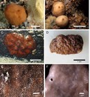 Caminella intuta External morphology
