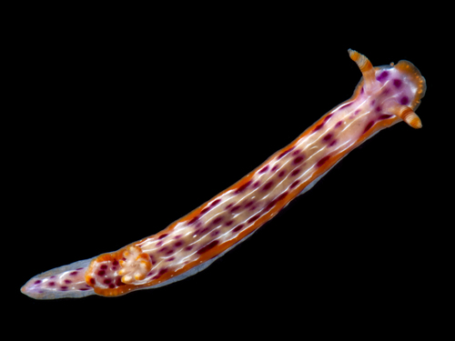 Hypselodoris yarae Gosliner & Johnson, 2018