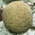 Anthozoa