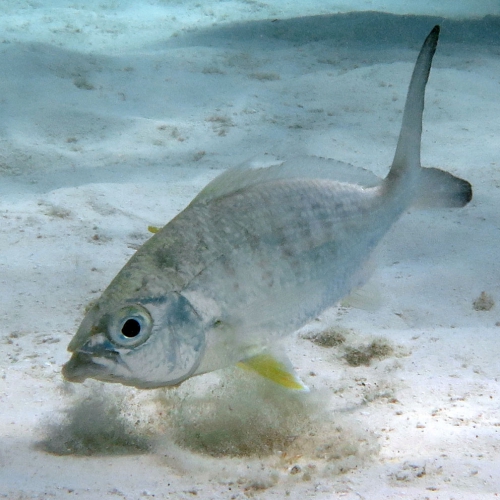 Yellow fin mojarra