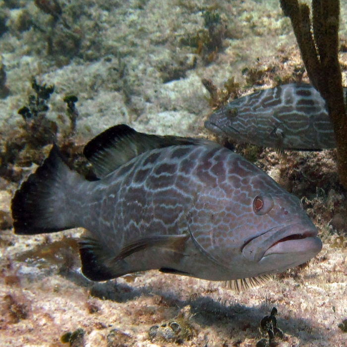 Black grouper Black grouper