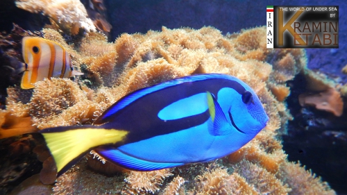 Paracanthurus hepatus