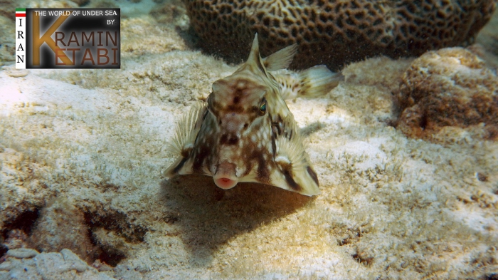Tetrosomus gibbosus Tetrosomus gibbosus