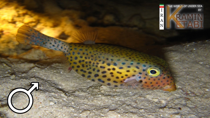 Ostracion cyanurus Ostracion cyanurus
