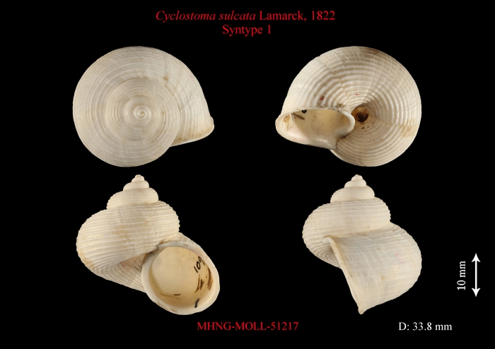 Cyclostoma sulcata Lamarck, 1822 Cyclostoma sulcata Lamarck, 1822