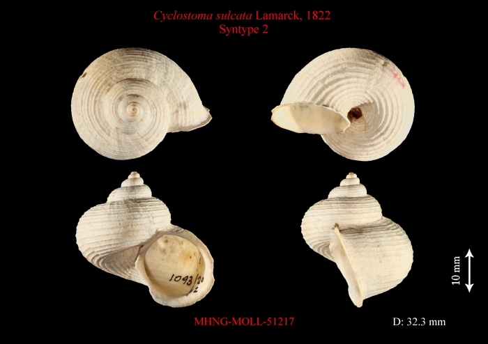 Cyclostoma sulcata Lamarck, 1822