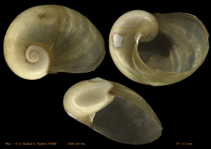 Vitrina arabica Thiele, 1910 Vitrina arabica Thiele, 1910