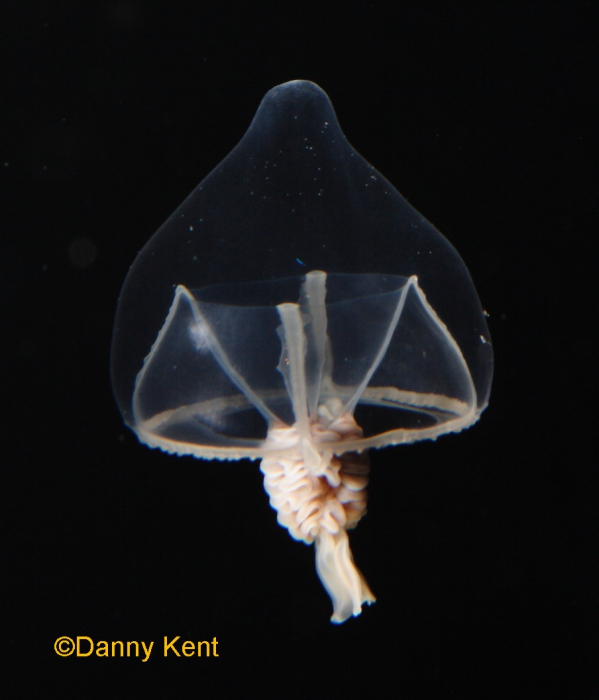 Stomotoca atra; Canada, British Columbia; tentacles lost Stomotoca atra; Canada, British Columbia; tentacles lost