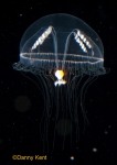 Eutonina indicans medusa; Canada, British Columbia