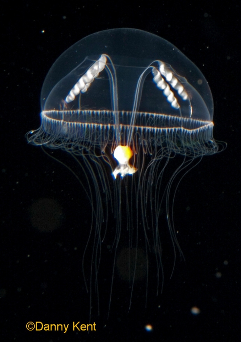 Eutonina indicans medusa; Canada, British Columbia Eutonina indicans medusa; Canada, British Columbia