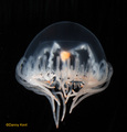 Hydrozoa (hydroids)