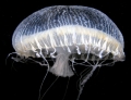 Hydrozoa (hydroids)