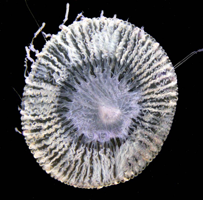Zygocanna buitendijki medusa from mouth of Brunswick River, New South Wales, Australia