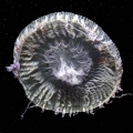 Hydrozoa (hydroids)