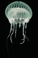 Zygocanna buitendijki subadult medusa from mouth of Brunswick River, New South Wales, Australia 